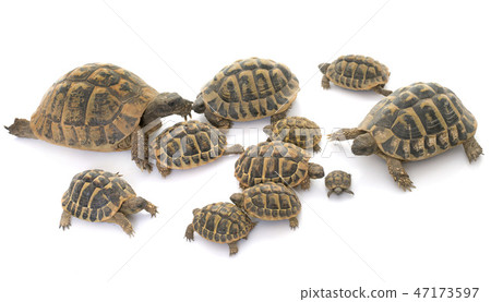 Hermanns Tortoise and baby turtles Hermanns Tortoise and baby turtles 47173597