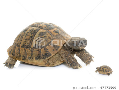 Hermanns Tortoise and baby turtle 47173599