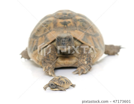 Hermanns Tortoise and baby turtles 47173601