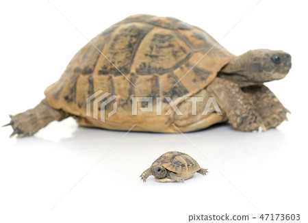Hermanns Tortoise and baby turtles Hermanns Tortoise and baby turtles 47173603