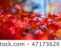 Scenery 7 of colored leaves Scenery 7 of colored leaves 47173626