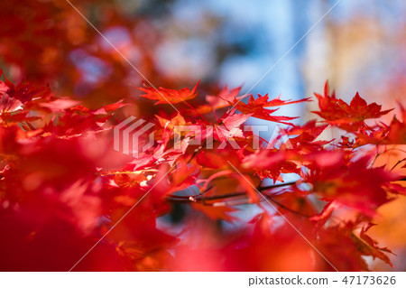 Scenery 7 of colored leaves 47173626