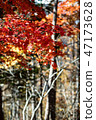 Autumn leaves scenery 8 Autumn leaves scenery 8 47173628