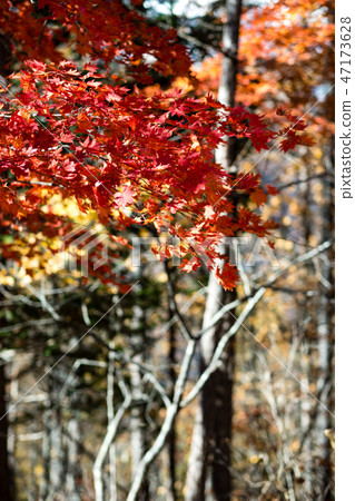 Autumn leaves scenery 8 Autumn leaves scenery 8 47173628