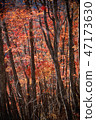 Autumn leaves scenery 9 Autumn leaves scenery 9 47173630
