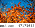 Scenery 10 of colored leaves Scenery 10 of colored leaves 47173632