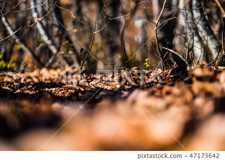 Falling leaf carpet 3 47173642