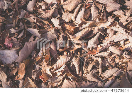 Falling leaf carpet 4 47173644