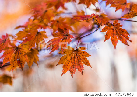 Scenery 12 of colored leaves 47173646
