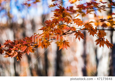 Scenery 13 of colored leaves 47173648
