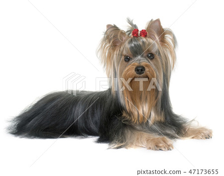 young yorkshire terrier young yorkshire terrier 47173655