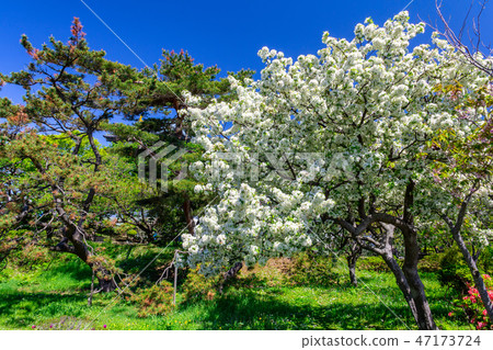 白色雙櫻花，amajuku，白色絲綢松前城 47173724