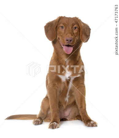 Nova Scotia Duck Tolling Retriever Nova Scotia Duck Tolling Retriever 47173763