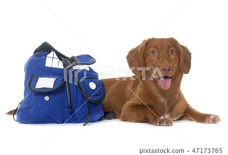 Nova Scotia Duck Tolling Retriever with bag Nova Scotia Duck Tolling Retriever with bag 47173765