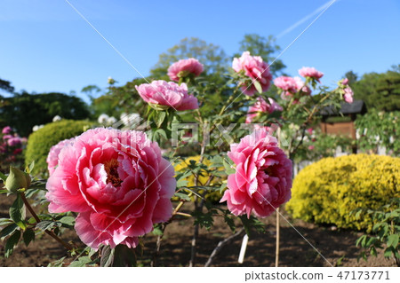 福島的Sukagawa牡丹庭院盛開的牡丹 47173771