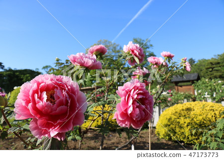 福島的Sukagawa牡丹庭院盛開的牡丹 47173773