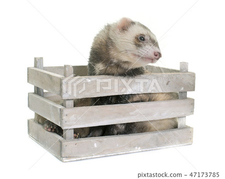 ferret in studio 47173785