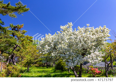 White double cherry blossoms, amajuku, white silk Hokkaido Matsumae Castle White double cherry blossoms, amajuku, white silk Hokkaido Matsumae Castle 47173797
