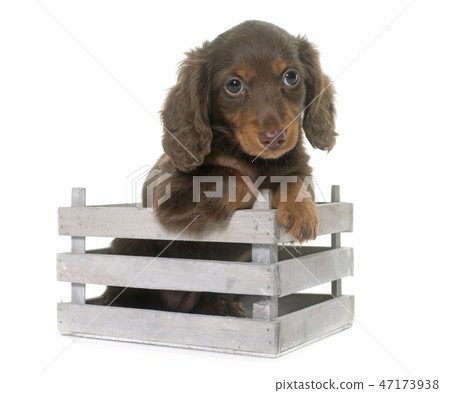 puppy dachshund  in studio 47173938