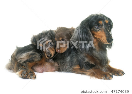 three dachshund  in studio 47174089