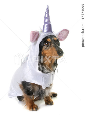 unicorn dachshund in studio unicorn dachshund in studio 47174095