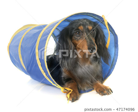 dachshund in agility dachshund in agility 47174096
