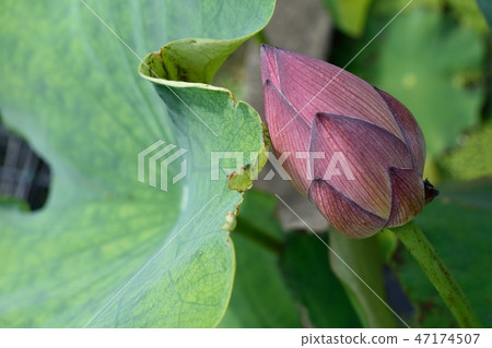 Saifukuji Kansei Red Purple Lotus Flower Saifukuji Kansei Red Purple Lotus Flower 47174507