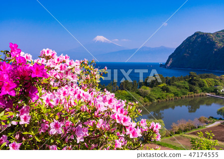 (Shizuoka Prefecture) Mt. Fuji seen from West Izu Ida in full bloom 47174555