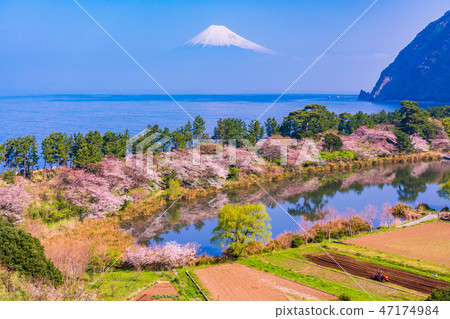 （靜岡縣）從櫻花盛世西海上的富士山 47174984