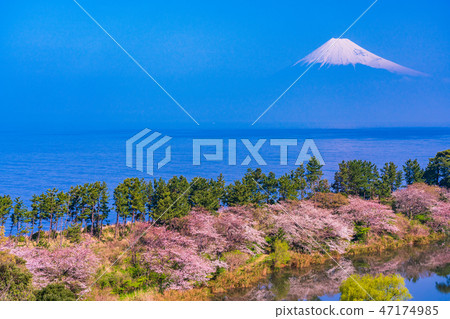 （靜岡縣）從櫻花盛世西海上的富士山 47174985