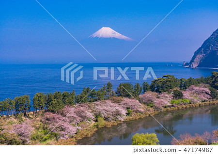 （靜岡縣）從櫻花盛世西海上的富士山 47174987