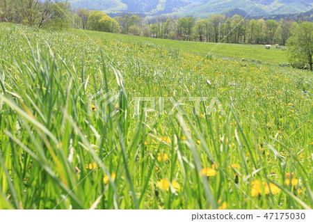 用花裝飾的草甸用蒲公英,新綠色,北海道的春天,綠色在一邊 用花裝飾的草甸用蒲公英,新綠色,北海道的春天,綠色在一邊 47175030
