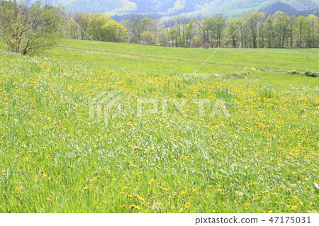 用花裝飾的草甸用蒲公英,新綠色,北海道的春天,綠色在一邊 用花裝飾的草甸用蒲公英,新綠色,北海道的春天,綠色在一邊 47175031