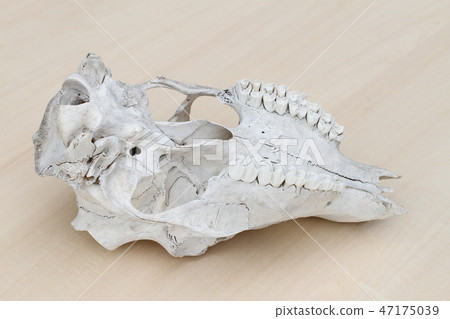 Animal, deer skull, deer bone Animal, deer skull, deer bone 47175039