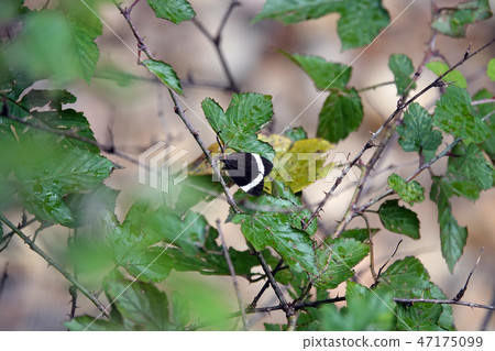 Pidorus glaucopis 47175099