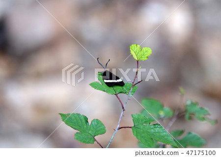 Pidorus glaucopis Pidorus glaucopis 47175100