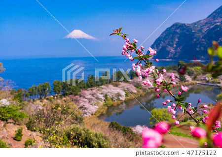 （靜岡縣）從伊豆Ida以西看的富士山 47175122