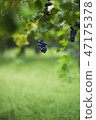 Vineyard 47175378