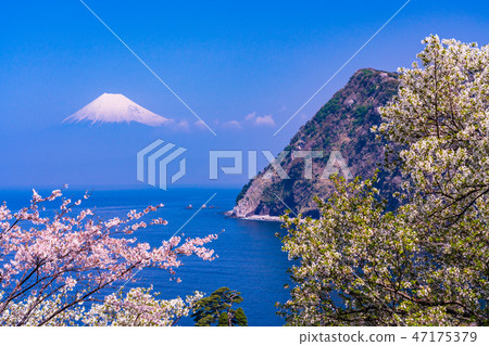 <Shizuoka Prefecture> Cherry blossoms that signal spring, Mount Fuji over Suruga Bay <Shizuoka Prefecture> Cherry blossoms that signal spring, Mount Fuji over Suruga Bay 47175379