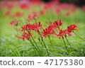 Cluster amaryllis in the wind 47175380
