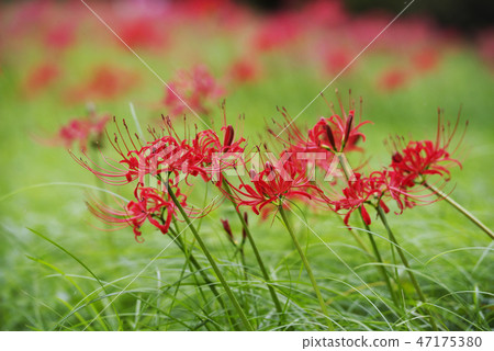Cluster amaryllis in the wind Cluster amaryllis in the wind 47175380