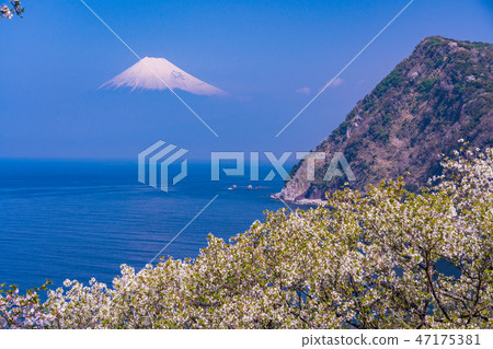 <靜岡縣>櫻花，象徵春天，富士山在駿河灣上空 47175381