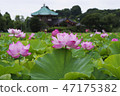 Ueno Shinobi pond When the lotus blooms 47175382