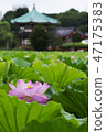 Ueno Shinobi pond When the lotus blooms 47175383