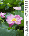 Lotus flower up 47175385