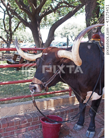沃思堡牲畜飼養場 47175451