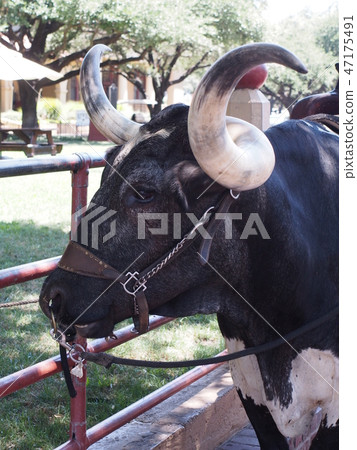沃思堡牲畜飼養場 沃思堡牲畜飼養場 47175491