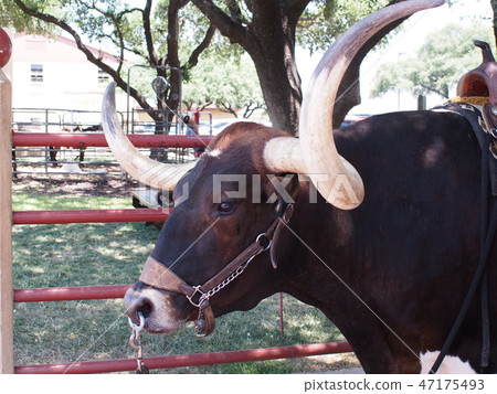 Fort Worth Stockyards Fort Worth Stockyards 47175493