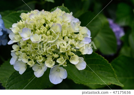 繡球花開始開花 繡球花開始開花 47175636
