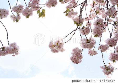 櫻花 櫻花 47175637